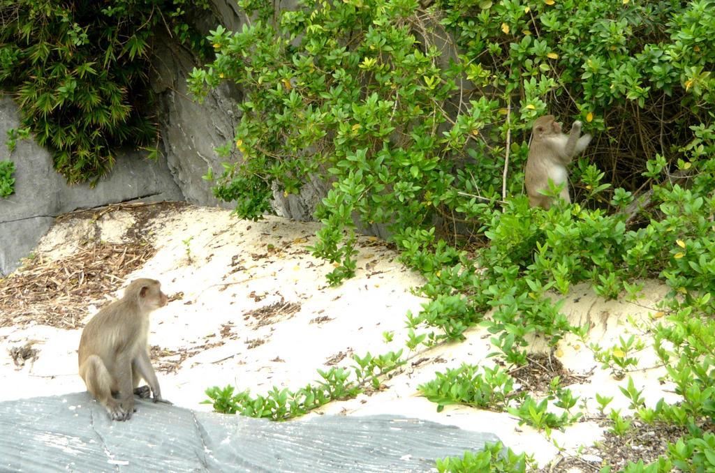 Monkey Island Resort Cat Ba Island Bagian luar foto